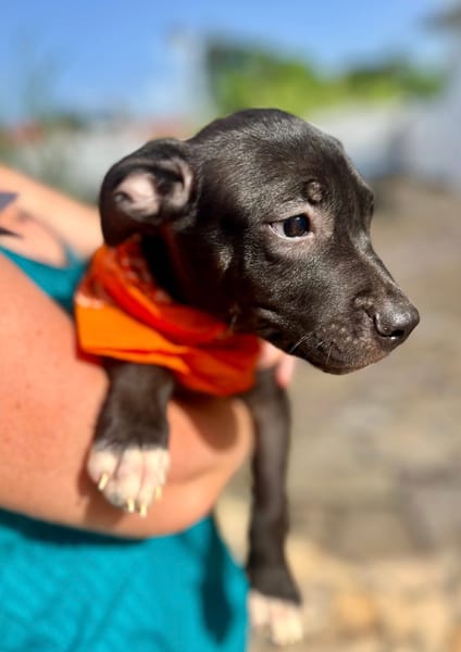 Viola, femelle croisée créole, née le 25/06/2025 🐶