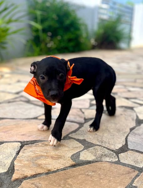 Viola, femelle croisée créole, née le 25/06/2025 🐶