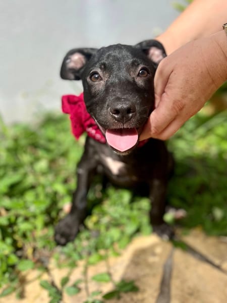 Rose, femelle croisée créole, née le 25/06/2025 🐶