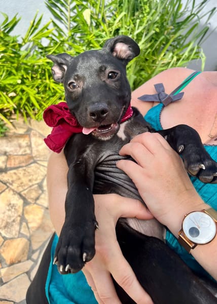 Rose, femelle croisée créole, née le 25/06/2025 🐶