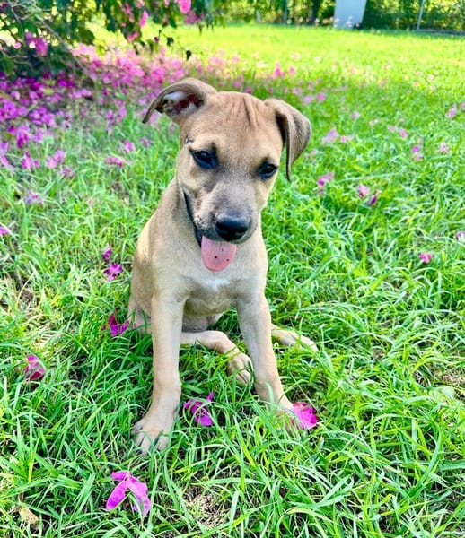 Oris, femelle croisée berger, née le 14/07/2025 🐶