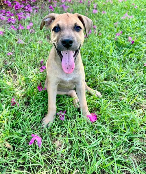 Oris, femelle croisée berger, née le 14/07/2025 🐶