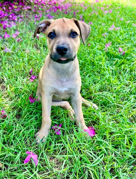 Oris, femelle croisée berger, née le 14/07/2025 🐶