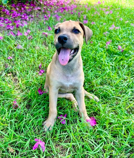 Oris, femelle croisée berger, née le 14/07/2025 🐶