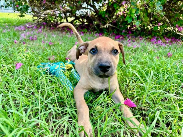 Oris, femelle croisée berger, née le 14/07/2025 🐶