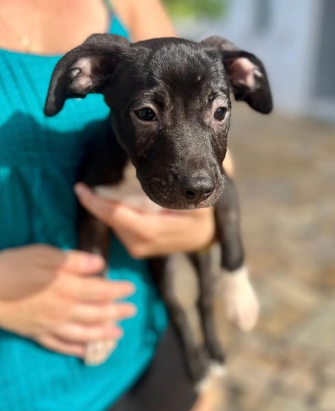 Lupin, mâle croisé créole, né le 25/06/2025 🐶