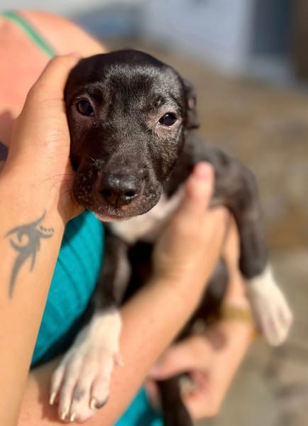 Lupin, mâle croisé créole, né le 25/06/2025 🐶