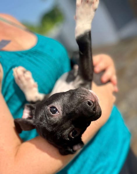 Lupin, mâle croisé créole, né le 25/06/2025 🐶