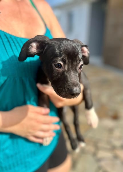 Lupin, mâle croisé créole, né le 25/06/2025 🐶
