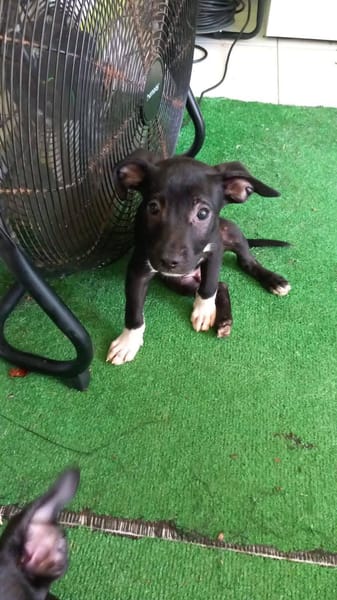 Lupin, mâle croisé créole, né le 25/06/2025 🐶