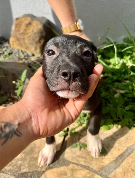 Lupin, mâle croisé créole, né le 25/06/2025 🐶