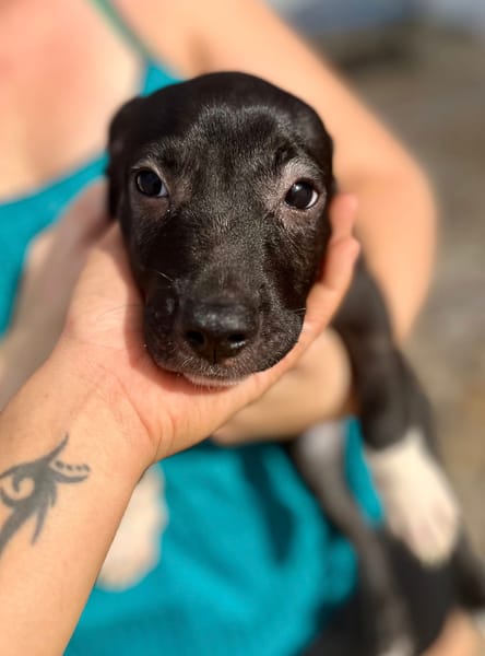 Lupin, mâle croisé créole, né le 25/06/2025 🐶