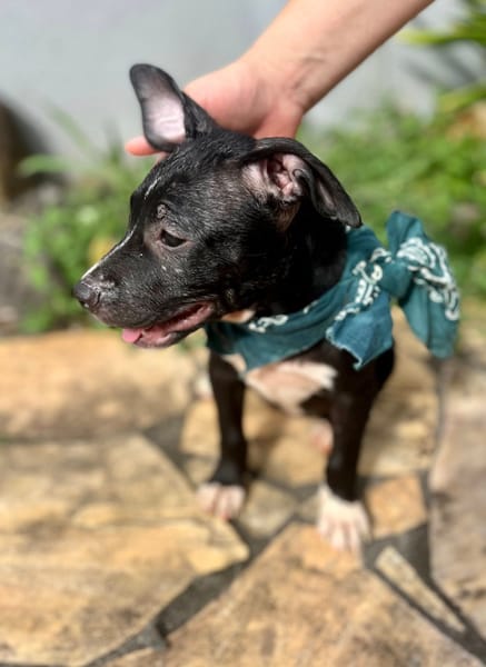 Iris, femelle croisée créole, née le 25/06/2025 🐶