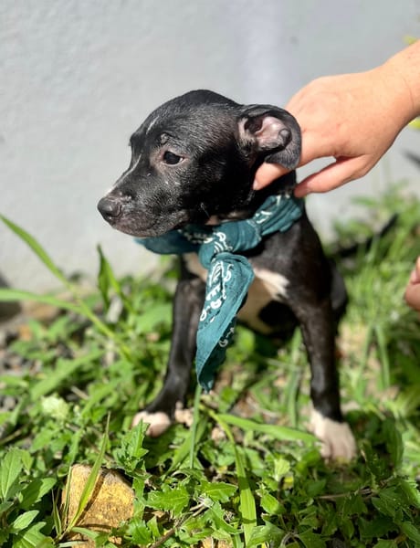 Iris, femelle croisée créole, née le 25/06/2025 🐶