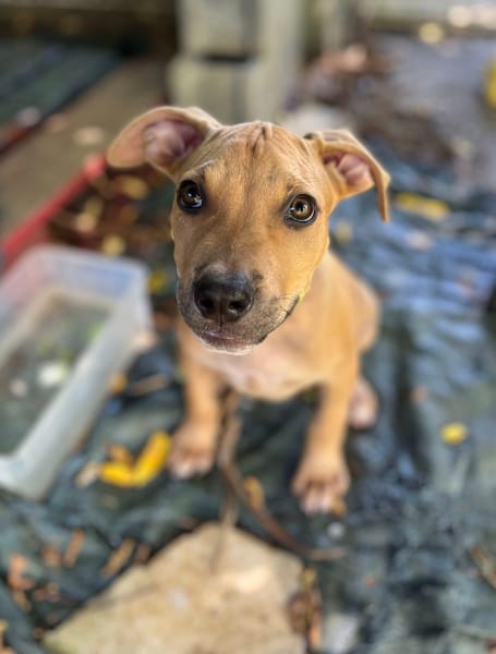 Barton, mâle croisé berger, né le 15/06/2025 🐶