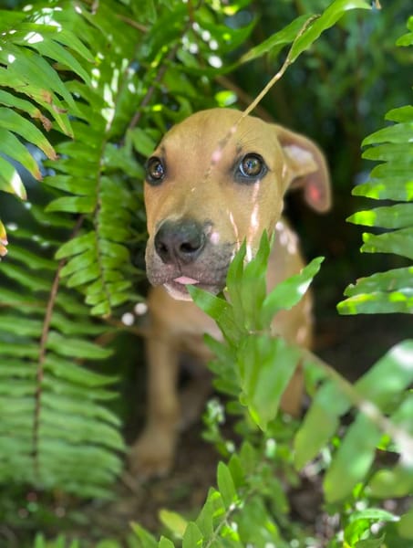 Barton, mâle croisé berger, né le 15/06/2025 🐶