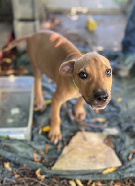 Barton, mâle croisé berger, né le 15/06/2025 🐶