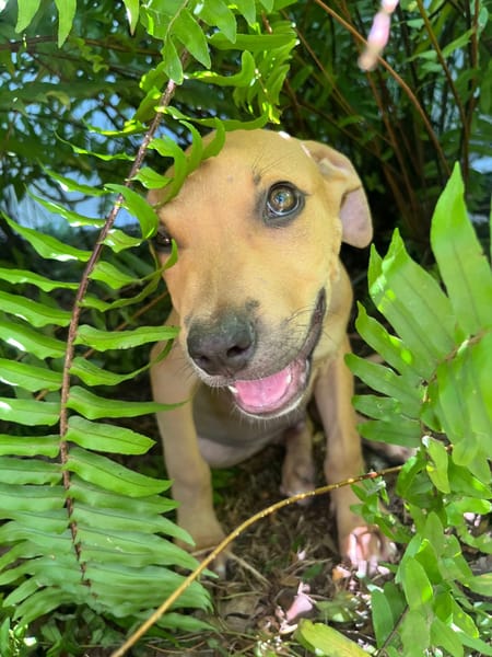 Barton, mâle croisé berger, né le 15/06/2025 🐶