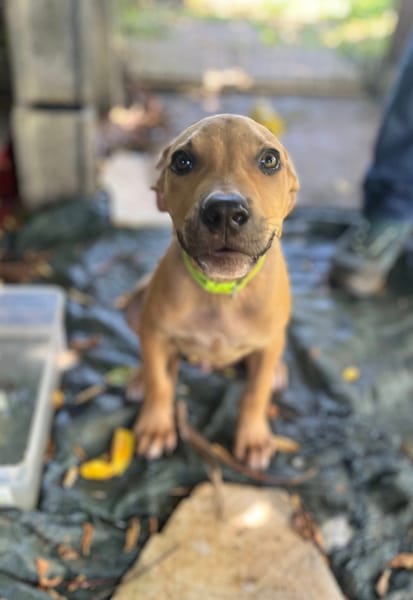 Barton, mâle croisé berger, né le 15/06/2025 🐶