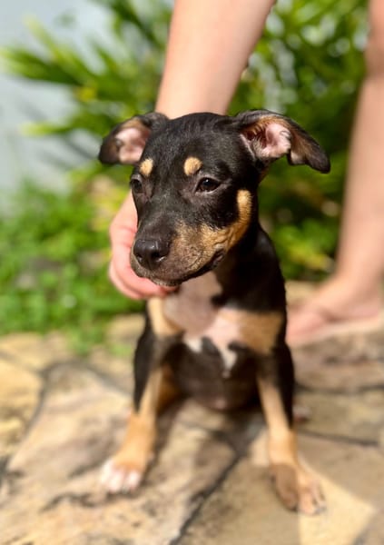 Ashka, femelle croisée créole, née le 25/06/2025 🐶