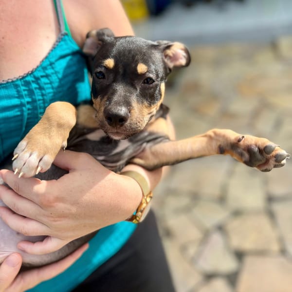 Ashka, femelle croisée créole, née le 25/06/2025 🐶