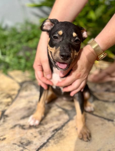 Ashka, femelle croisée créole, née le 25/06/2025 🐶