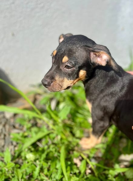 Ashka, femelle croisée créole, née le 25/06/2025 🐶