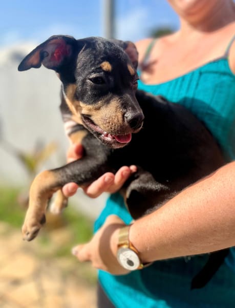 Ashka, femelle croisée créole, née le 25/06/2025 🐶