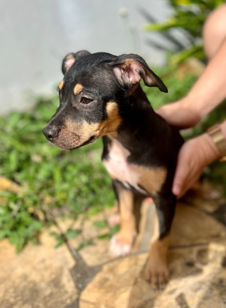 Ashka, femelle croisée créole, née le 25/06/2025 🐶