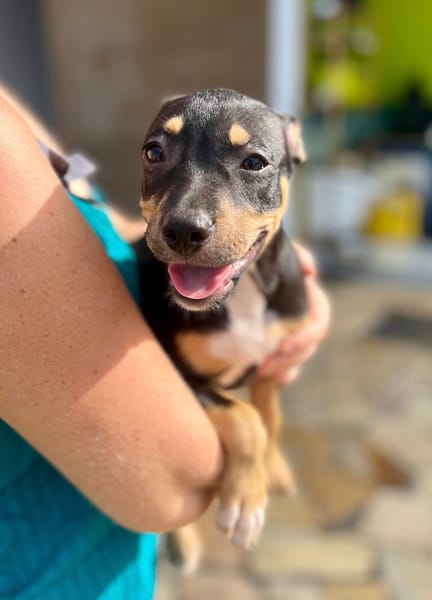 Ashka, femelle croisée créole, née le 25/06/2025 🐶