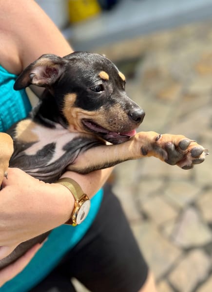 Ashka, femelle croisée créole, née le 25/06/2025 🐶