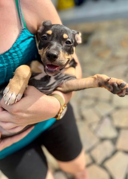 Ashka, femelle croisée créole, née le 25/06/2025 🐶