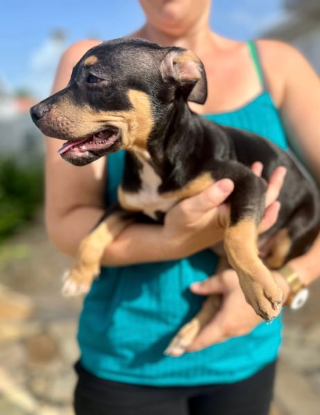 Ashka, femelle croisée créole, née le 25/06/2025 🐶