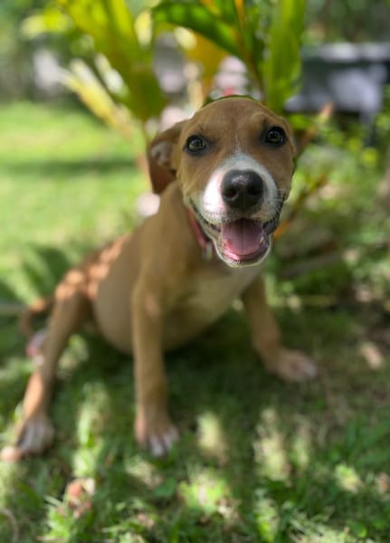 Aéla, femelle croisée berger, née le 15/06/2025 🐶