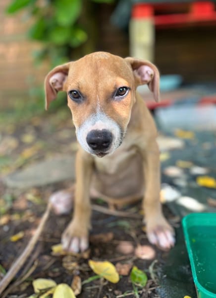Aéla, femelle croisée berger, née le 15/06/2025 🐶