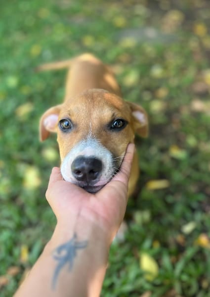 Aéla, femelle croisée berger, née le 15/06/2025 🐶