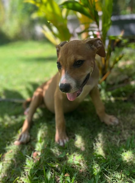 Aéla, femelle croisée berger, née le 15/06/2025 🐶