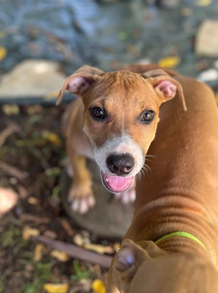Aéla, femelle croisée berger, née le 15/06/2025 🐶