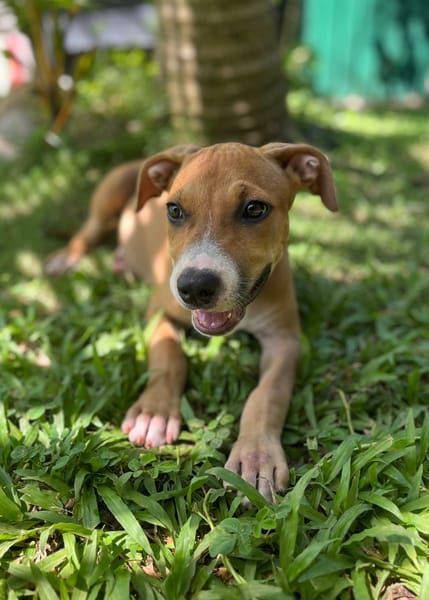 Aéla, femelle croisée berger, née le 15/06/2025 🐶