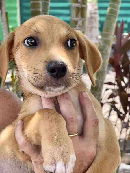 Carignan, mâle croisé berger, né le 14/07/2025 🐶