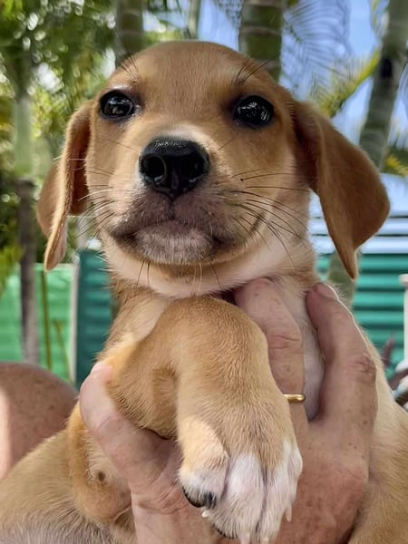 Carignan, mâle croisé berger, né le 14/07/2025 🐶