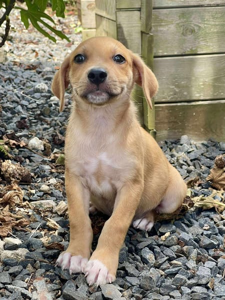 Carignan, mâle croisé berger, né le 14/07/2025 🐶