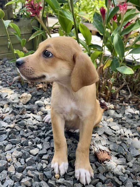 Carignan, mâle croisé berger, né le 14/07/2025 🐶