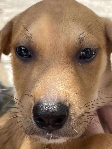 Carignan, mâle croisé berger, né le 14/07/2025 🐶