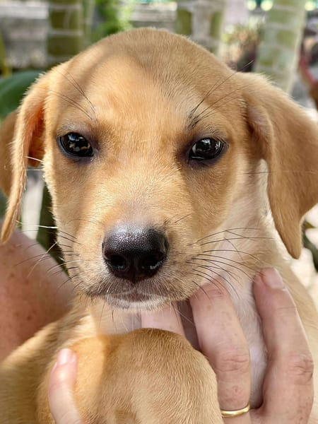Carignan, mâle croisé berger, né le 14/07/2025 🐶