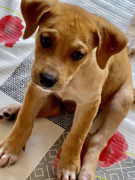 Carignan, mâle croisé berger, né le 14/07/2025 🐶