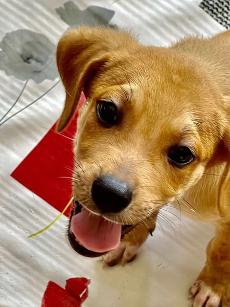 Carignan, mâle croisé berger, né le 14/07/2025 🐶