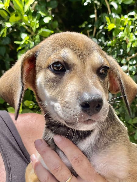 Zifandel, mâle croisé berger, né le 14/07/2025 🐶