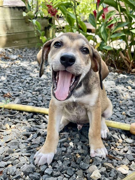 Zifandel, mâle croisé berger, né le 14/07/2025 🐶