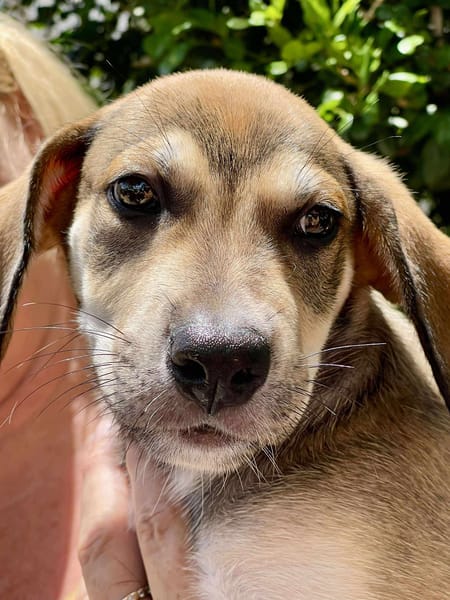 Zifandel, mâle croisé berger, né le 14/07/2025 🐶
